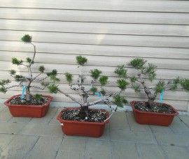 Bonsai Pinus Nigra
